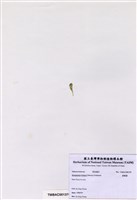 藏品(香蕉菜)的圖片